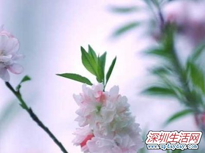 仙湖植物园桃花