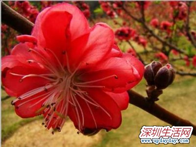 莲花山看桃花