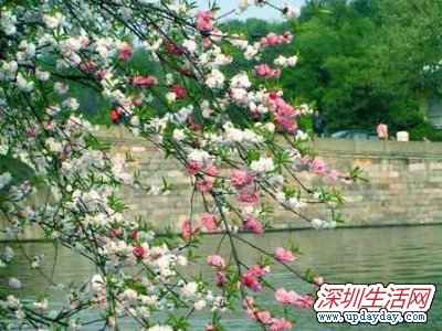 青青世界桃花