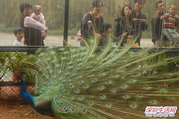 深圳野生动物园 爱鸟周