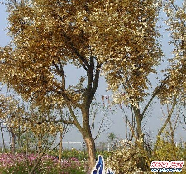 2012Ϻ޹²ݽڿʼʱ䡢Ʊͨ
