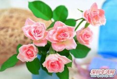 2012母亲节送什么花合适？母亲节鲜花送什么好？