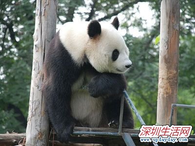 2012걱һͯȥƼ