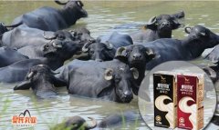 皇氏乳业:健康的水牛，健康的奶