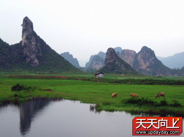 禾雀花 禾雀花