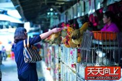 深圳市疾控中心：深圳完全有能力检测H7N9病毒