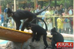 深圳野生动物园中秋小长假41只外国猴子吸引游客2.5万人次