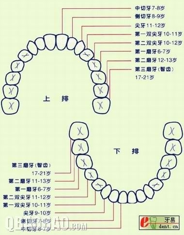 儿童换牙顺序图